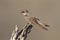 Swallow Sand Martin (Riparia riparia)
