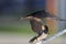 Swallow - sensitivity and delicacy when feeding offspring