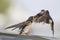 Swallow - sensitivity and delicacy when feeding offspring
