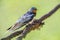 Swallow sitting on reed in Danube Delta, Romania