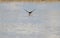 Swallow Swoop - Great Migrators