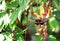 A swallow-tail butterfly feeding from a bright yellow and red flower surrounded by lush green vegetaion