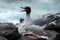 Swallow-tail Gull.Galapagos islands.
