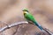 Swallow Tailed Bee Eater