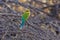 Swallow Tailed Bee Eater