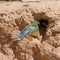 Swallow-tailed Bee -eater in flight