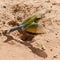 Swallow-tailed Bee -eater in flight