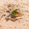 Swallow-tailed bee-eater in flight at its burrow nest on the Kgalagadi Park, South Africa