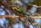 Swallow-tailed Bee-eater with insect in Kgalagadi Park South Africa