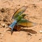 Swallow tailed Bee eater at its burrow nest