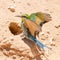 Swallow tailed Bee eater at its burrow nest