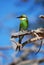 Swallow-Tailed Bee-Eater (Merops hirundineus)