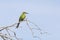 Swallow-Tailed Bee-Eater, Merops hirundineus, Kgalagadi Transfrontier Park, Northern Cape, South Africa