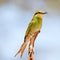 Swallow-tailed Bee-eater perched