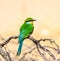 Swallow-tailed bee-eater perched in the kalahari