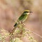 Swallow-tailed Bee-eater perched on thorn bush