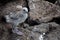 Swallow-tailed gull chick