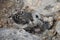Swallow-tailed Gull Chick in South Plaza Island