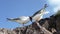 swallow tailed gull, Creagrus furcatus, Galapagos islands