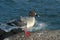 Swallow-tailed gull, Galapagos Islands