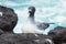 Swallow-tailed Gull, Galapagos Islands