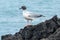 Swallow-tailed Gull, Galapagos Islands