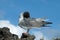 Swallow-tailed Gull, Zwaluwstaartmeeuw, Creagrus furcatus