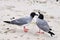 Swallow-tailed Gulls