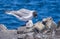 Swallow-tailed Gulls with Baby Chick