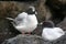 Swallow Tailed Gulls, Galapagos