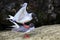 Swallow-tailed Gulls mating on Genovesa island, Galapagos Nation