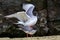 Swallow-tailed Gulls mating on Genovesa island, Galapagos Nation