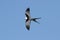 Swallow-tailed Kite