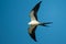 Swallow tailed kite in flight