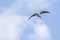 Swallow-tailed Kite Gliding In The Sky