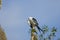 Swallow-tailed Kite preening