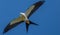 Swallow-Tailed Kite Soaring