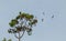 Swallow-tailed kites flock in the pine trees of Naples, Florida