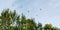 Swallow-tailed kites flock in the pine trees of Naples, Florida