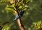 Swallow tanager