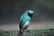 Swallow tanager Tersina viridis