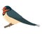Swallow vector illustration style flat side front