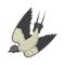 Swallow vector, vector illustration bird, bird flying, bird silhouette, bird vector.