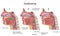 Swallowing process