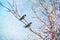 Swallows birds return home on Springtime. Spring nature awaking concept.