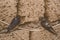 Swallows birds sits on a wire against the background of a brick shell, animals and wildlife, close-up