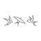 Swallows birds Vector line design elements