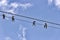 Swallows on electric wires