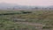 Swallows flighing over fields of grass and marshland