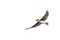 swallows in flight with outspread wings